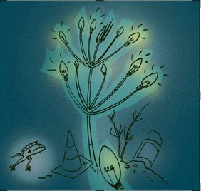  Armleuchteralge (Zeichnung: Nicola Gorkenant)